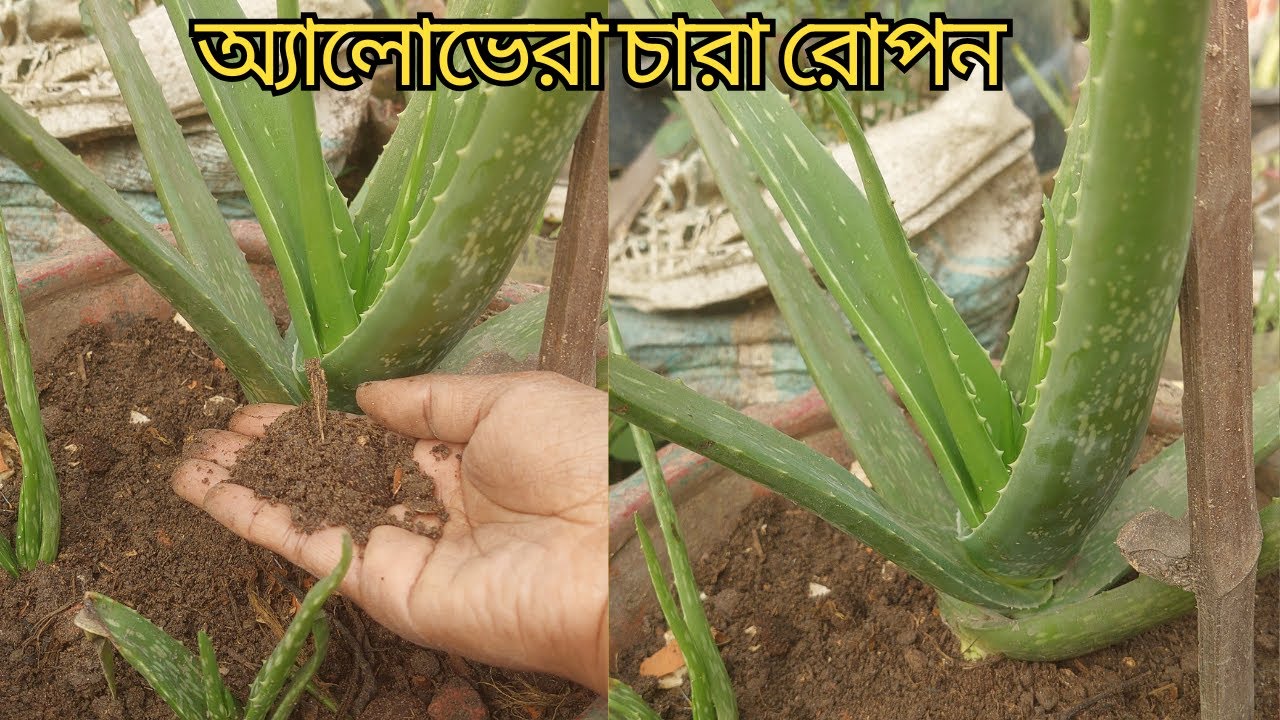 অ্যালোভেরা গাছ লাগানোর পদ্ধতি lhow to grow aloe vera plant at home fast l অ্যালোভেরা গাছের চারা তৈরী