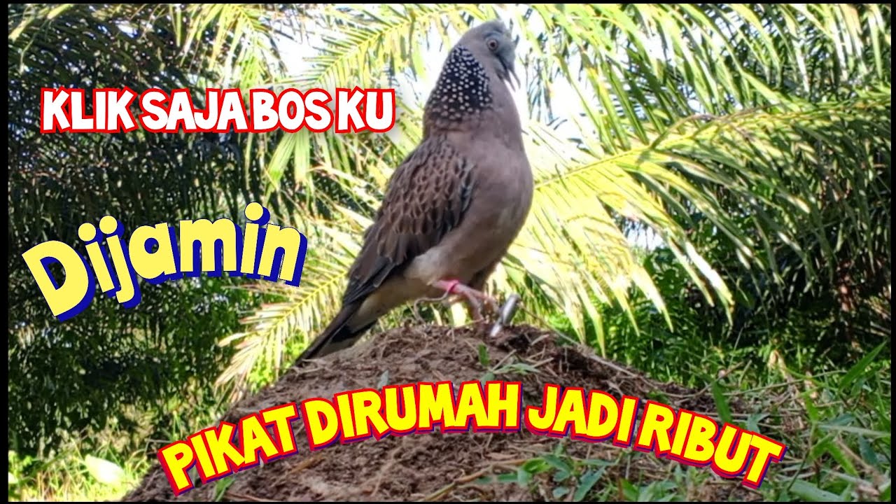 Sekali di klik tekukur dirumah langsung ribut ngk bakal mau diam langsung saja bos ku putar