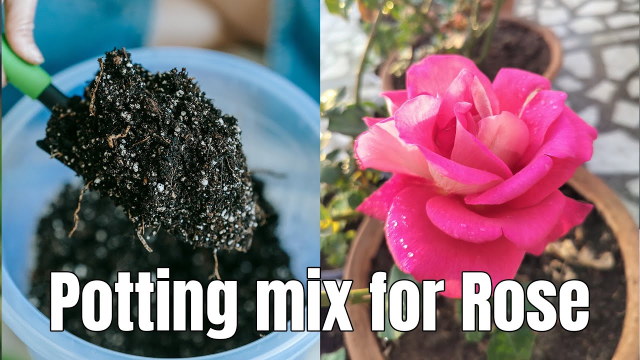 Best Soil Mix for Rose Plant 🌹 | How to Prepare Perfect Soil for Roses | Gulab k liye mitti banayein