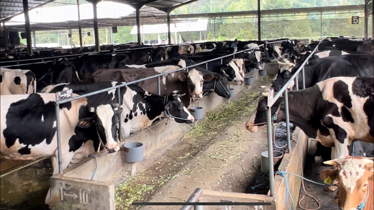 Luar Biasa 500 Ekor Sapi Perah Omset Ratusan Juta UD Saputra Jaya Jombang Simak Videonya!!