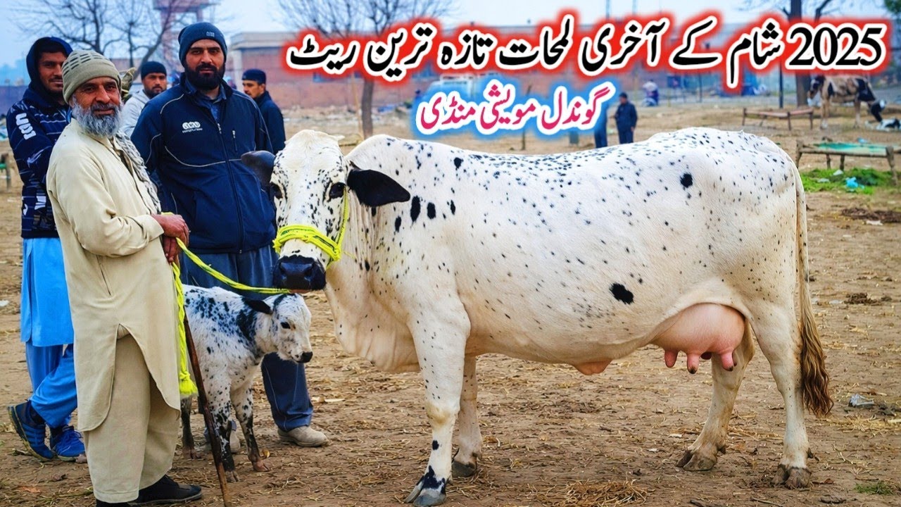 Today Gondal Mandi latest update 29Dec 2025!Evening time latest Fresh Rate update on Gondal Mandi