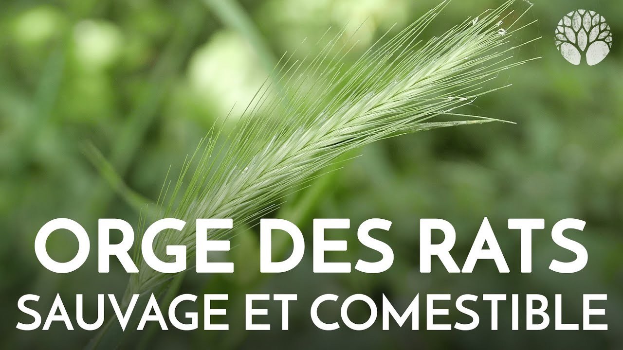 L'orge des rats - Plante sauvage comestible