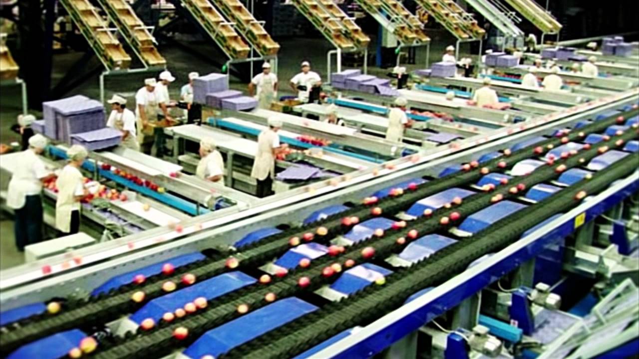 Processing and sorting lines for Apples - UNITEC