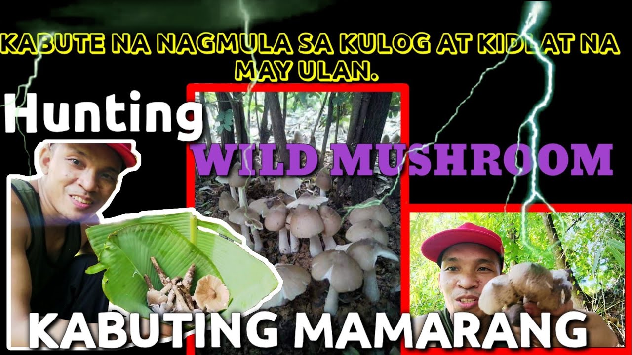HUNTING WILD MUSHROOM/KABUTENG MAMARANG/Buhay Probinsiya vlog#2