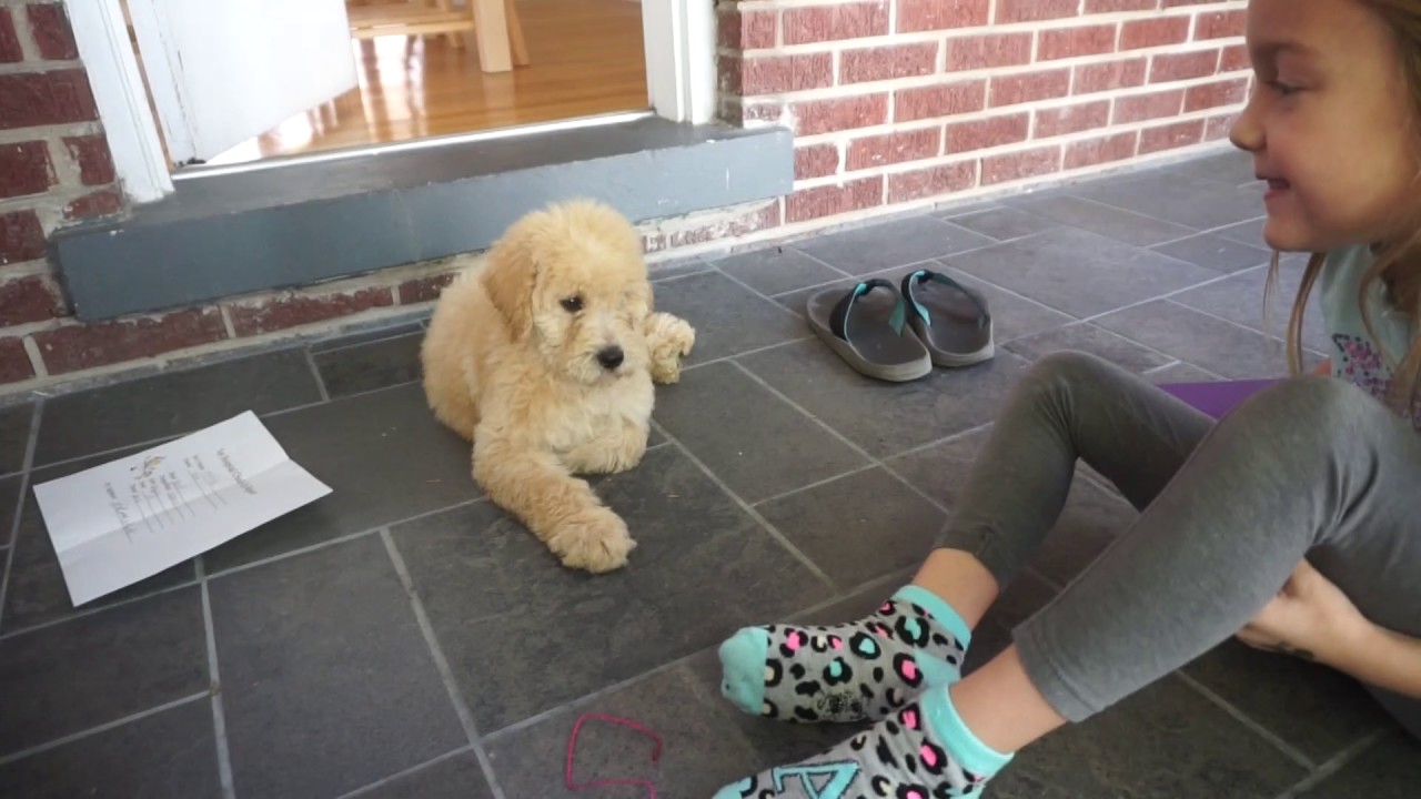 AVA GETS A PUPPY!!!!