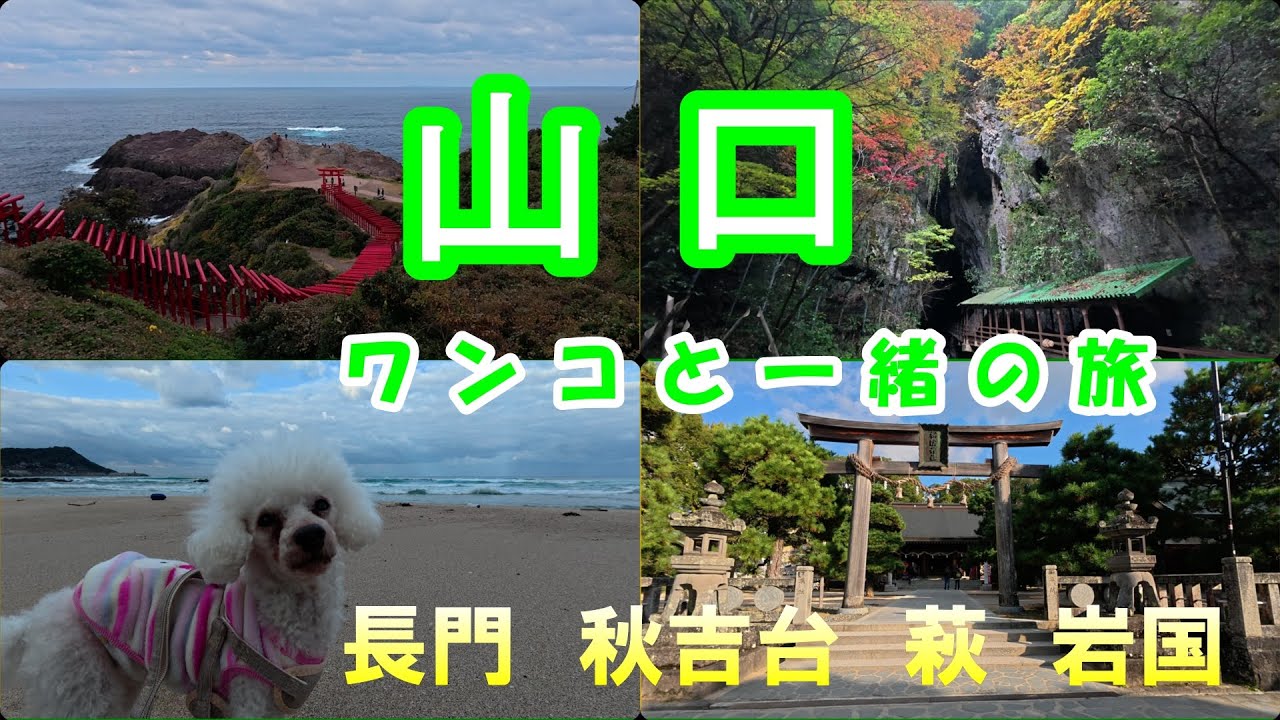 【ワンコと一緒の旅】山口の長門 秋吉台 萩 岩国をドライブ！