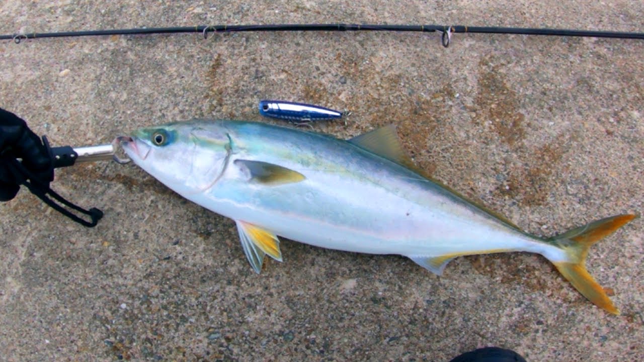 何回目で釣れる！？釣りど素人がライトショアジギングを一人で始めて青物を釣るまで！