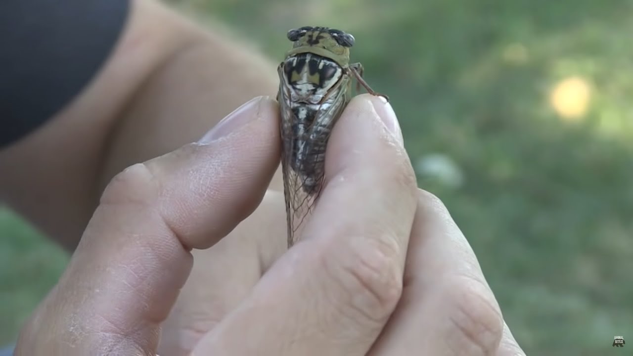 Звуки цикады