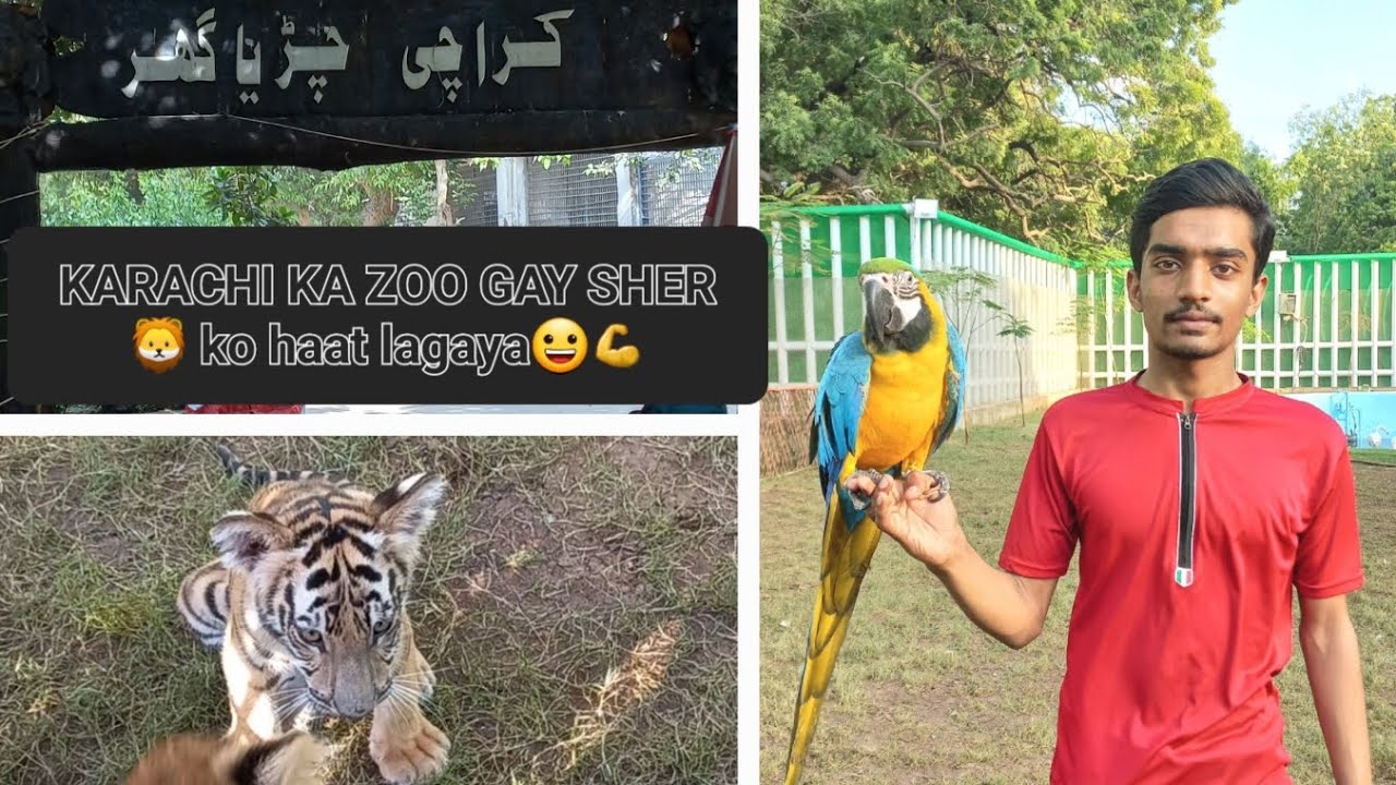 Karachi zoo 🦁sher ko haat lagaya #foryou #subscribe #1M 