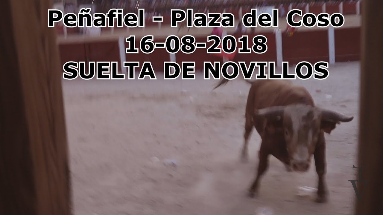 Peñafiel, Plaza del coso 16-08-2018 - Suelta de Novillos - El toro salta la valla