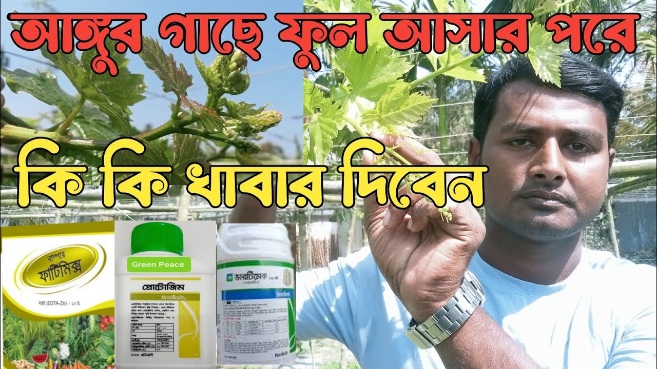 আঙ্গুর গাছে ফুল আসার পর কি কি খাবার দিবেন *নাটোরের কৃষি*