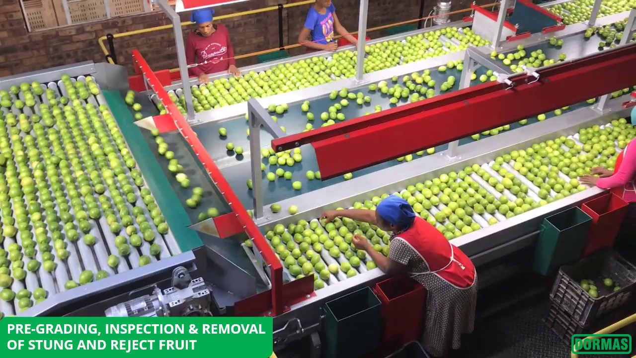 Dormas | Citrus handling equipment with Aweta Rollerstar- Noordgrens Klipbokspruit Lemons - 2019