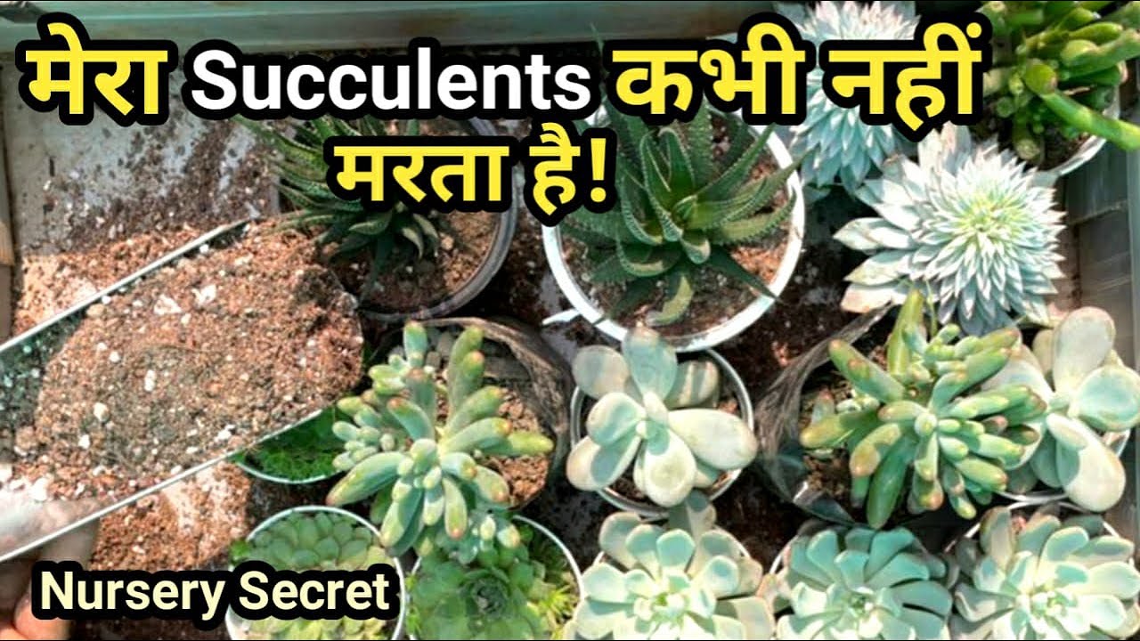 Succulent पौधों को तेज़ी से बड़ा करने का आसान तरीका Make Perfect Soil Mixture for Succulents at Home