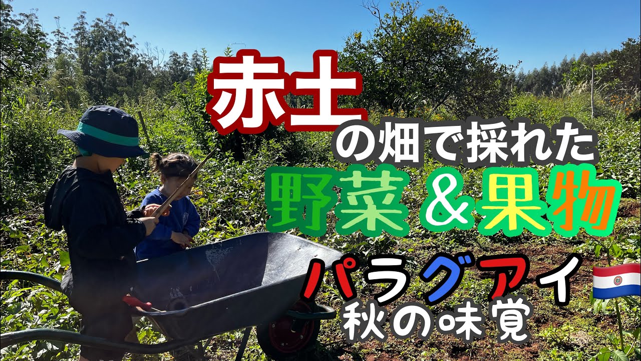 [南米移住]子供3人＆ママ６ヵ月パラグアイへ移住・現地の農産物・秋の収穫をご紹介