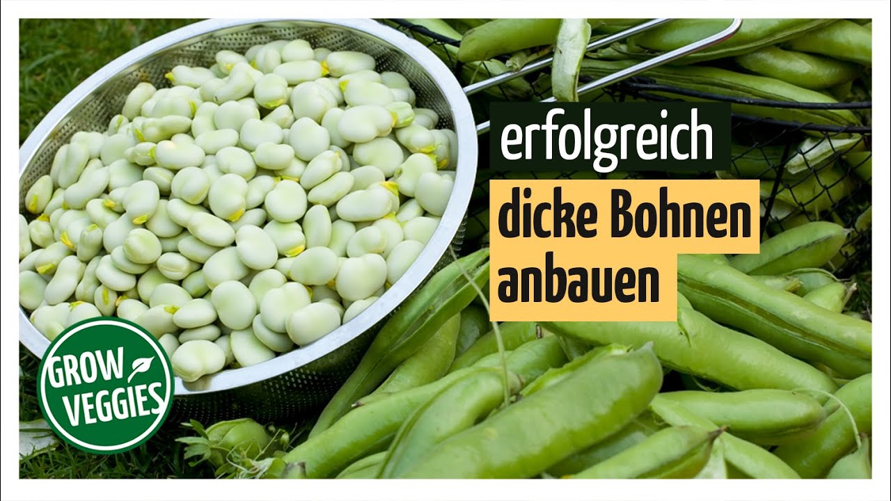 Dicke Bohnen anbauen | Gem&uuml;seanbau im Garten @Gartengem&uuml;sekiosk