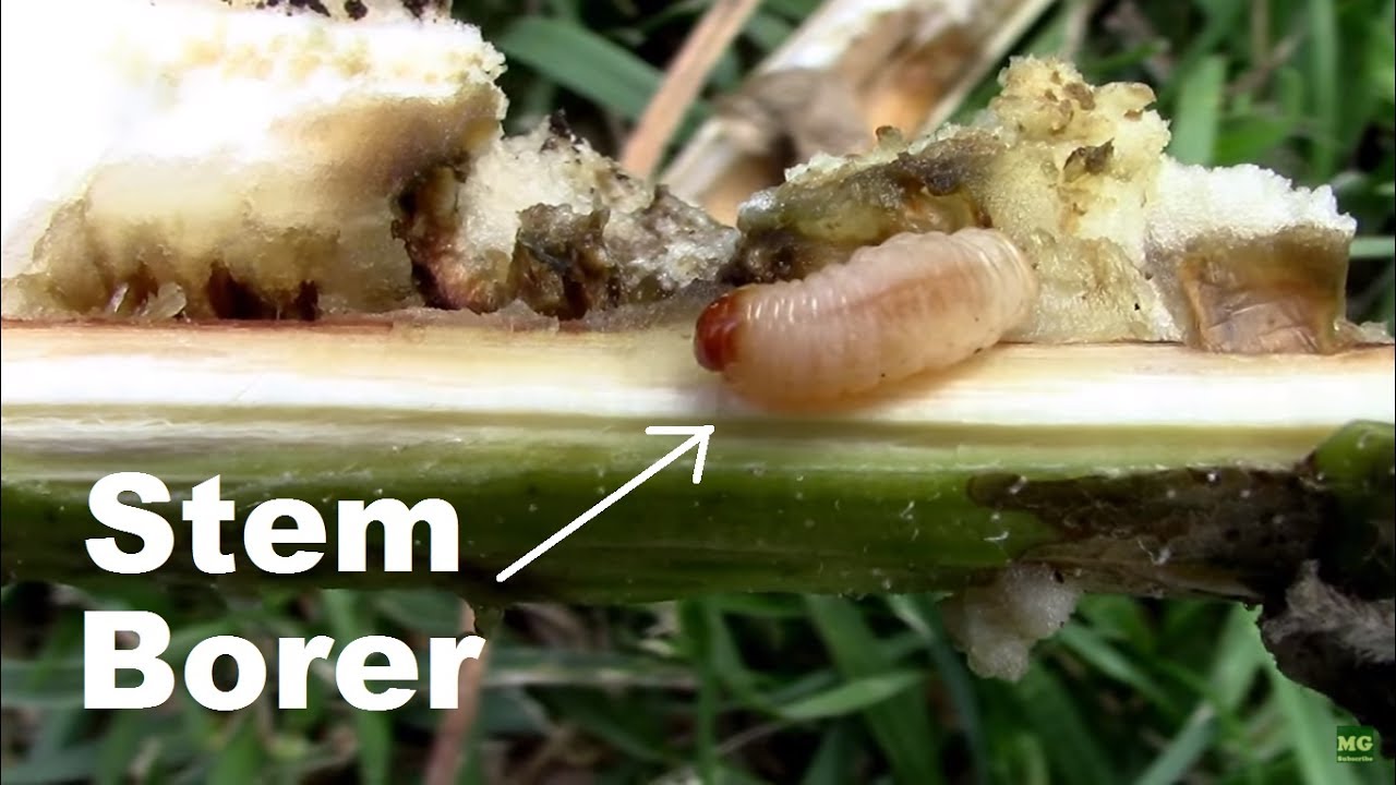 Sunflower Stem Borer. What They Look Like, and What They Do Inside a Stem.