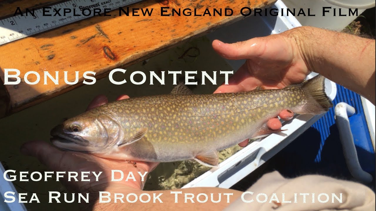 Sea Run Brook Trout Bonus Content: Interview w/ Geoffrey Day, Sea Run Brook Trout Coalition