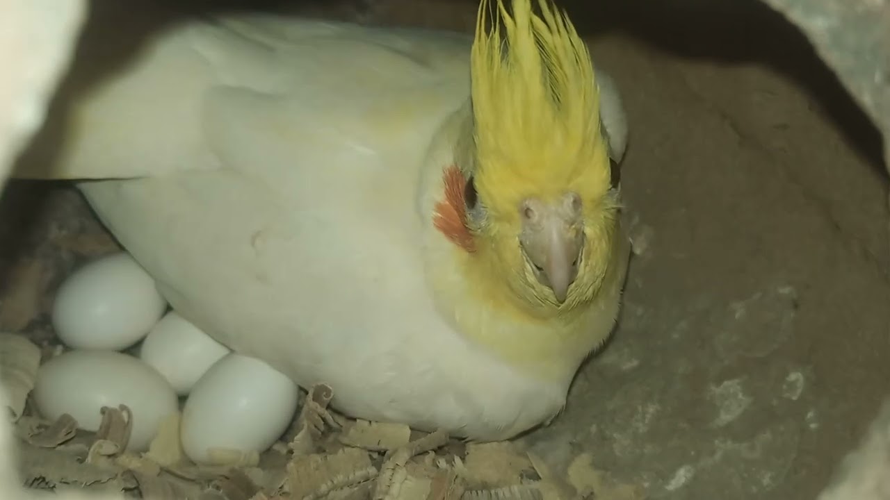 cocktail bird breeding Progress