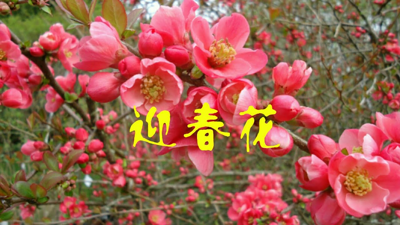迎春花～一首佷有节日气纷的新年歌曲!....由马艾妮