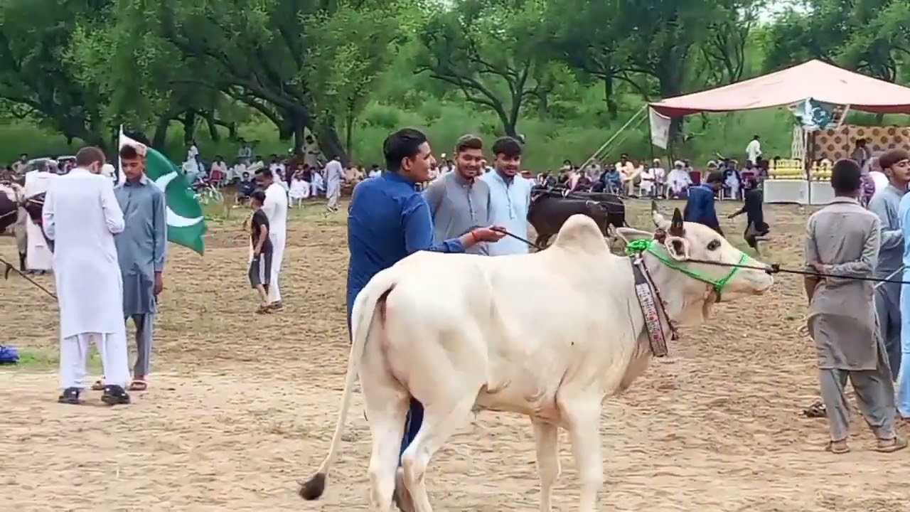 14اگست بسلسلہ جشن آزادی مبارک پاکستان دانداں دی پھرت بمقام طمہ عجائب نزدیک دینہ ضلع جہلم
