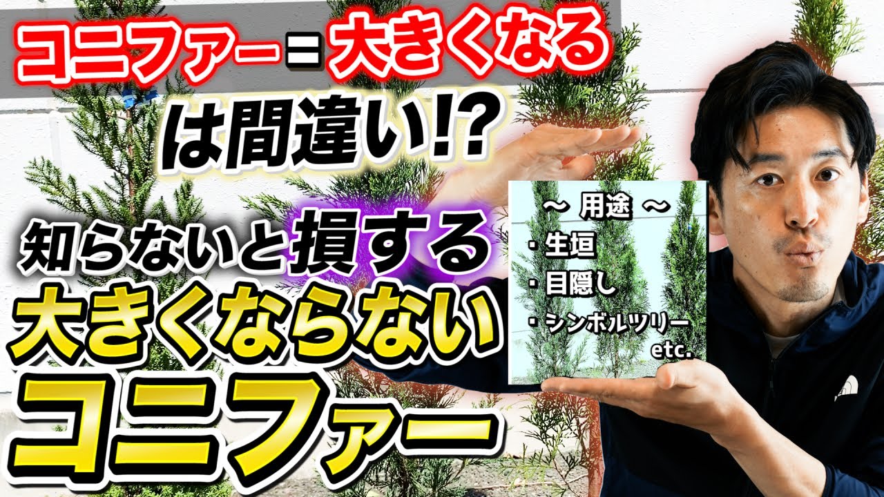 【知らないと損】大きくならないコニファーをご紹介します