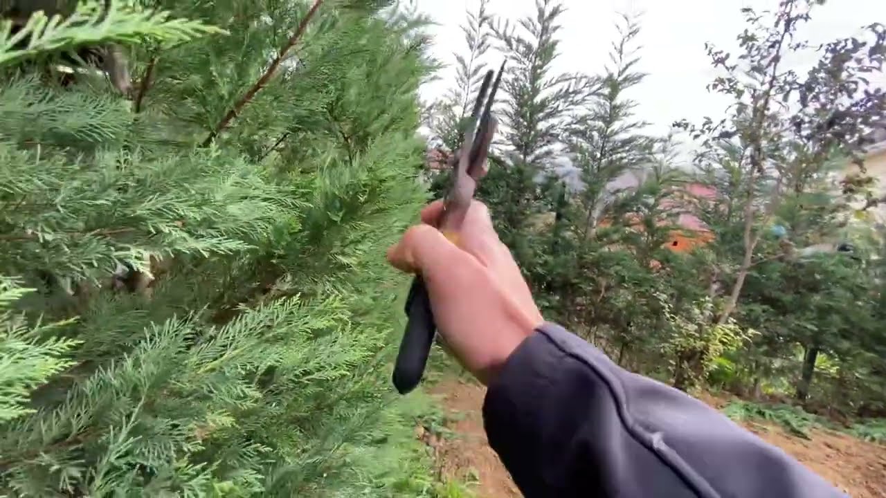 Leylandi çam budama nasıl yapılır? 2.bölüm