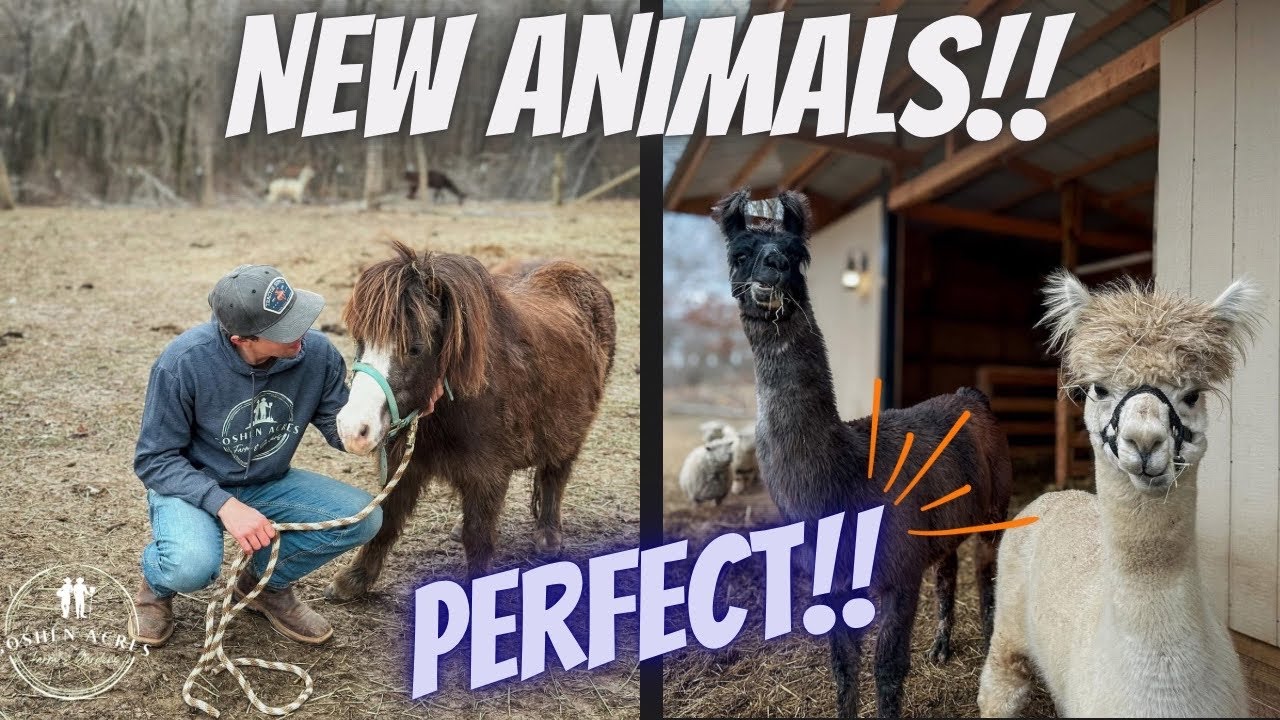 We BOUGHT 3 New Animals for the FARM! WELCOME Llama, Alpaca & Mini Horse!