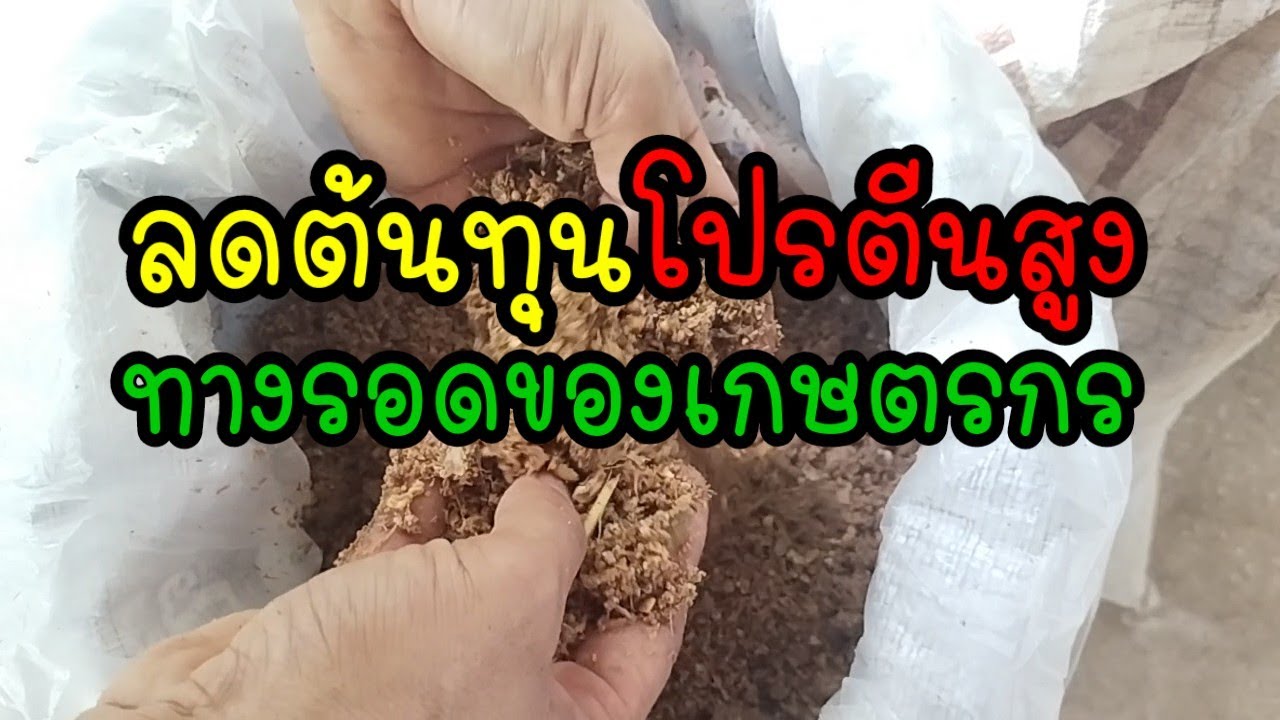 วิธีผสมอาหารไก่ไข่ใช้เอง ต้นทุนต่ำ โปรตีนสูง ทางรอดเกษตรกร