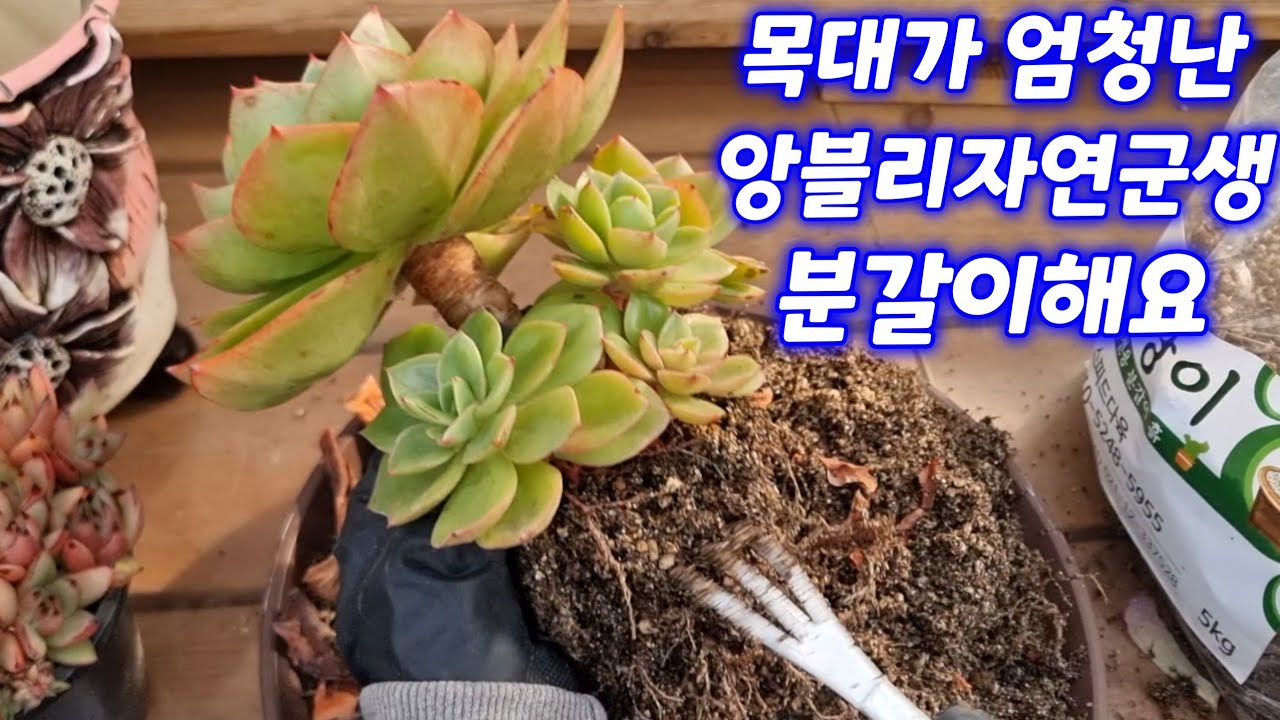 26.1.23 🌹목대가 엄청난 앙블리자연군생 무지개여신군생 분갈이해요 마제스타철화는 덩치 키우기 🌹 #스피드다육 010-5248-5955 