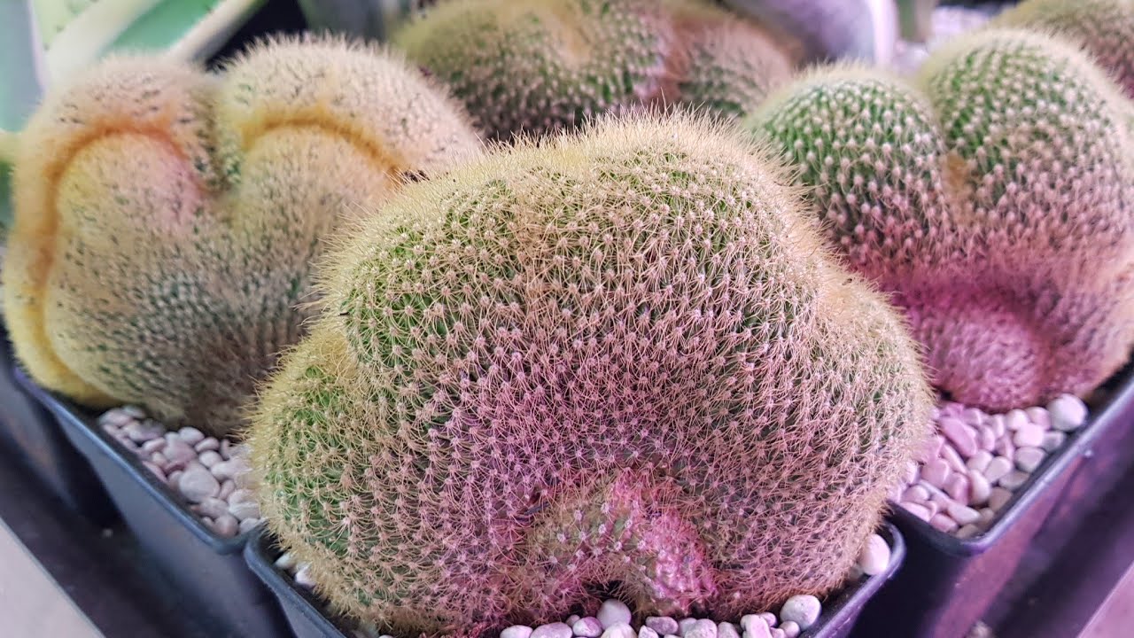 Cactus Pads