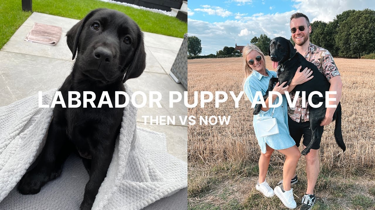 NEW PUPPY ADVICE | Labrador puppy tips