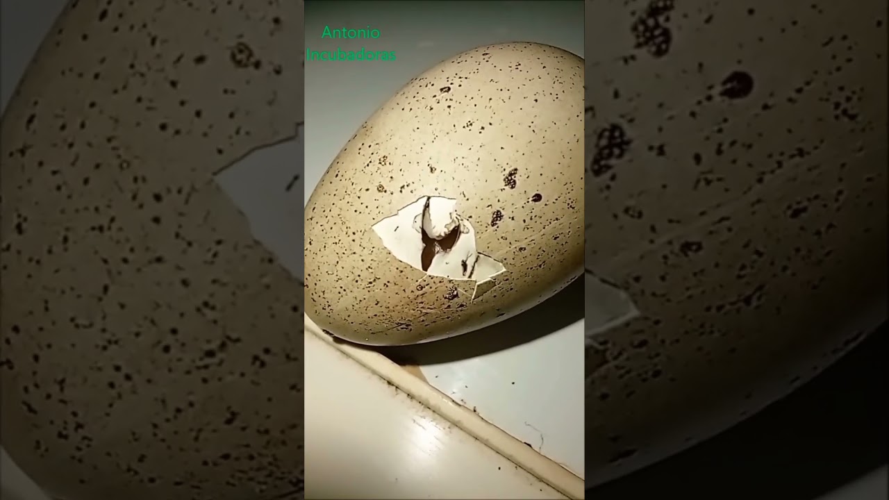 Temperatura de incubaci&oacute;n de huevos de codornices en incubadora casera.