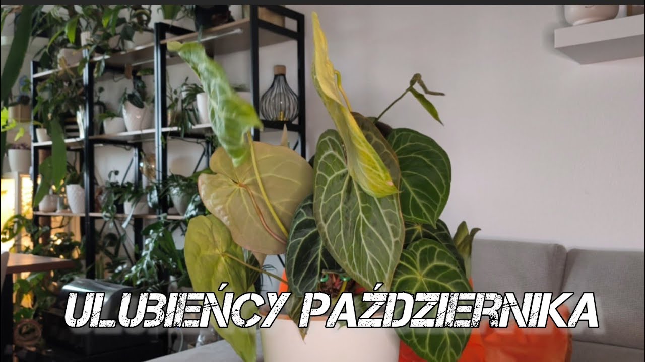 Ulubieńcy Października 