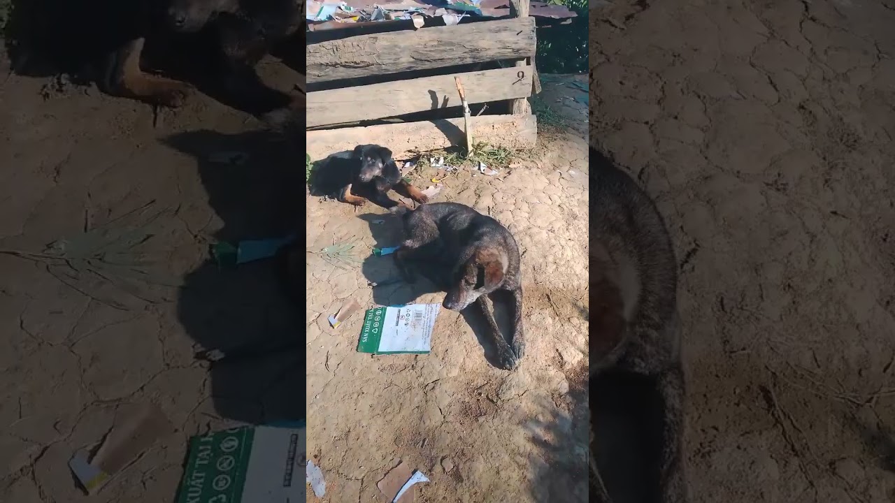 Chó có bảo hành ae ai chó chuyên lợn lh leej twg nyiam aub caum npua hu kuv 0344474945
