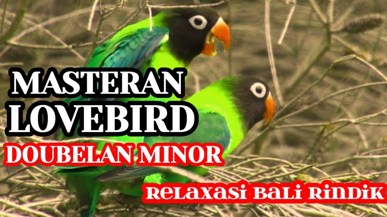 MASTERAN LOVEBIRD DOUBELAN MINOR dengan RELAXASI BALI RINDIK 2023