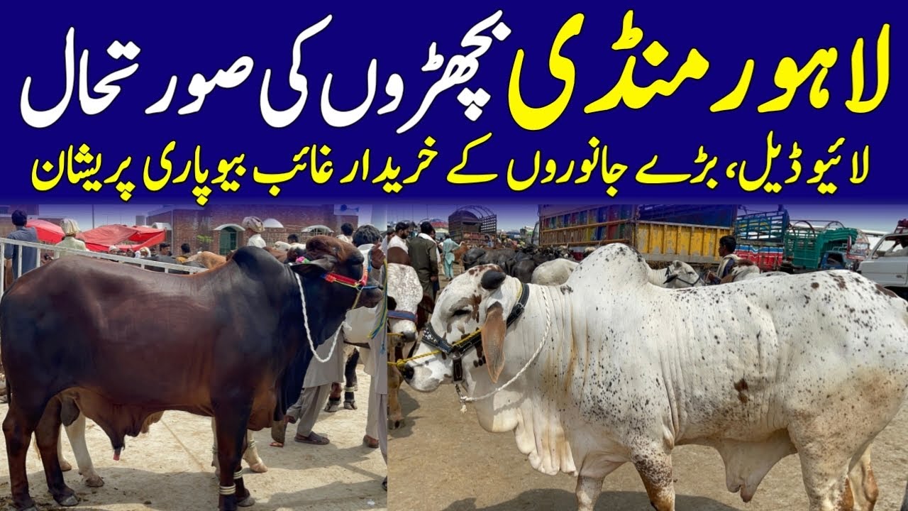 Latest Lahore Shahpur Kanjra Cow Mandi Updates ❤️&zwj;🔥| Qurbani 2026 💥|  Universal Topics