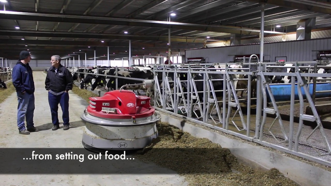 Indiana Dairy Farm That Milks Cows With Robots