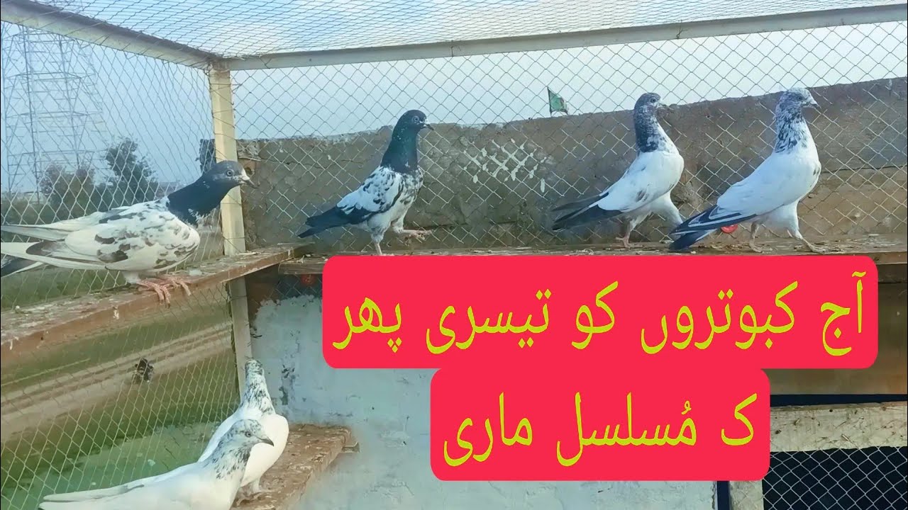آج اپنے کبوتروں کو تیسری پھر ک مُسلسل ماری 😜