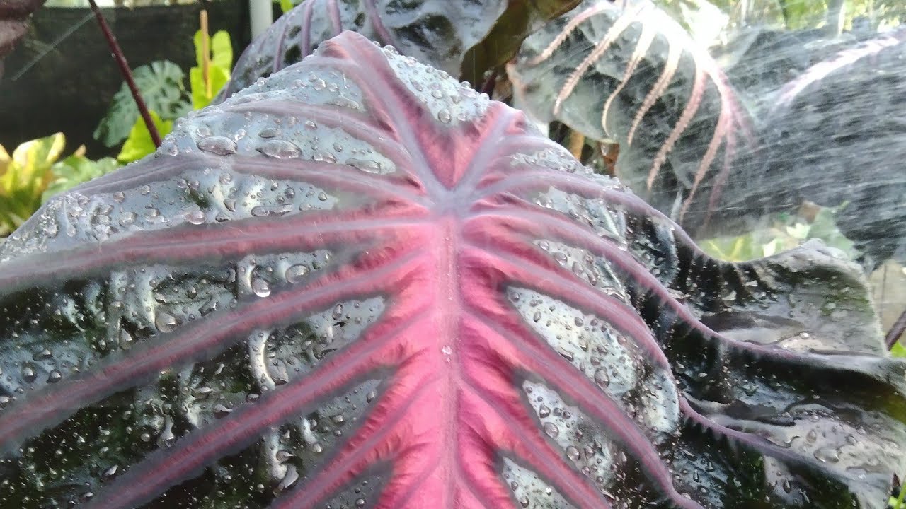 Inflower colocasia ! Colocasia Black Lava ! Rare Plant
