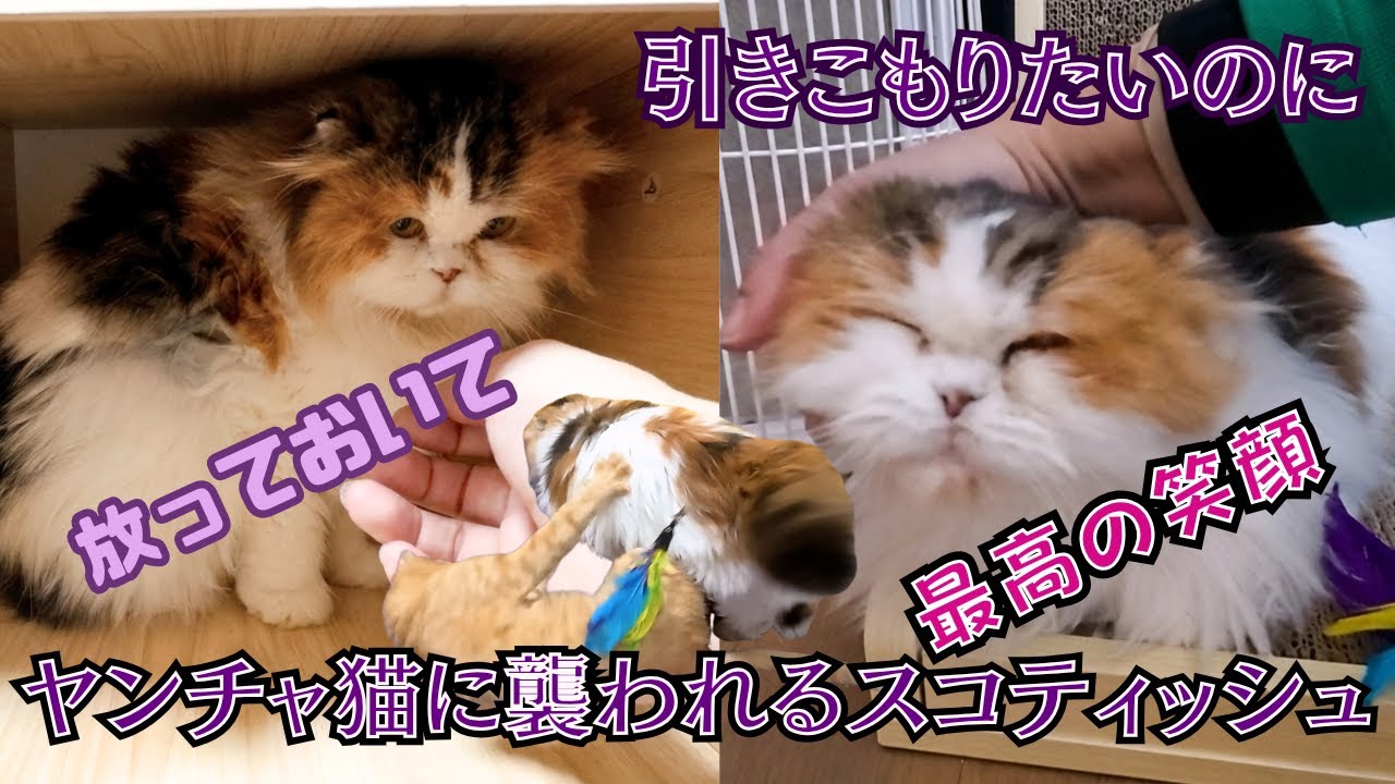 秘密基地にいたいスコティッシュｖｓやんちゃな猫達。困惑が止まらないあずさちゃんが最後に見せた最高の笑顔に涙（保護猫カフェ猫の惑星にゃーくる）京橋駅A gentle Scottish Fold