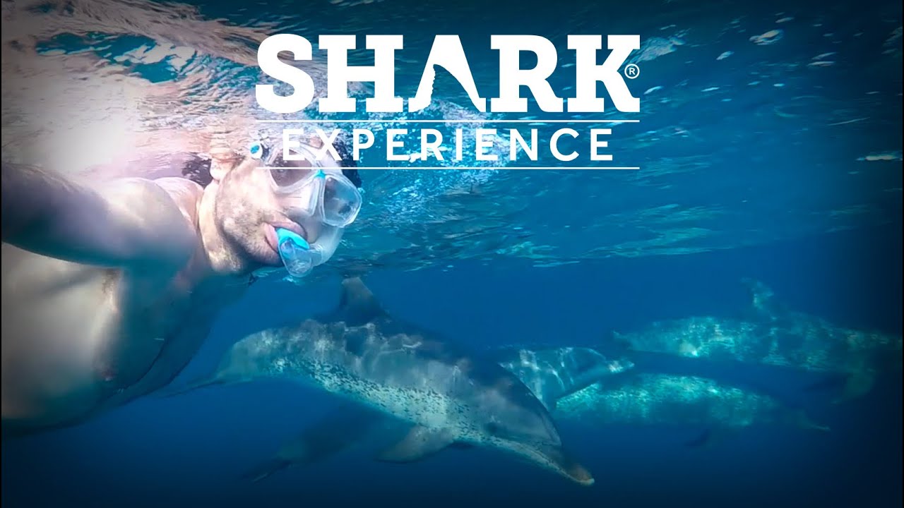 Shark Experience - Swimming with Dolphins (Bimini - Bahamas)
