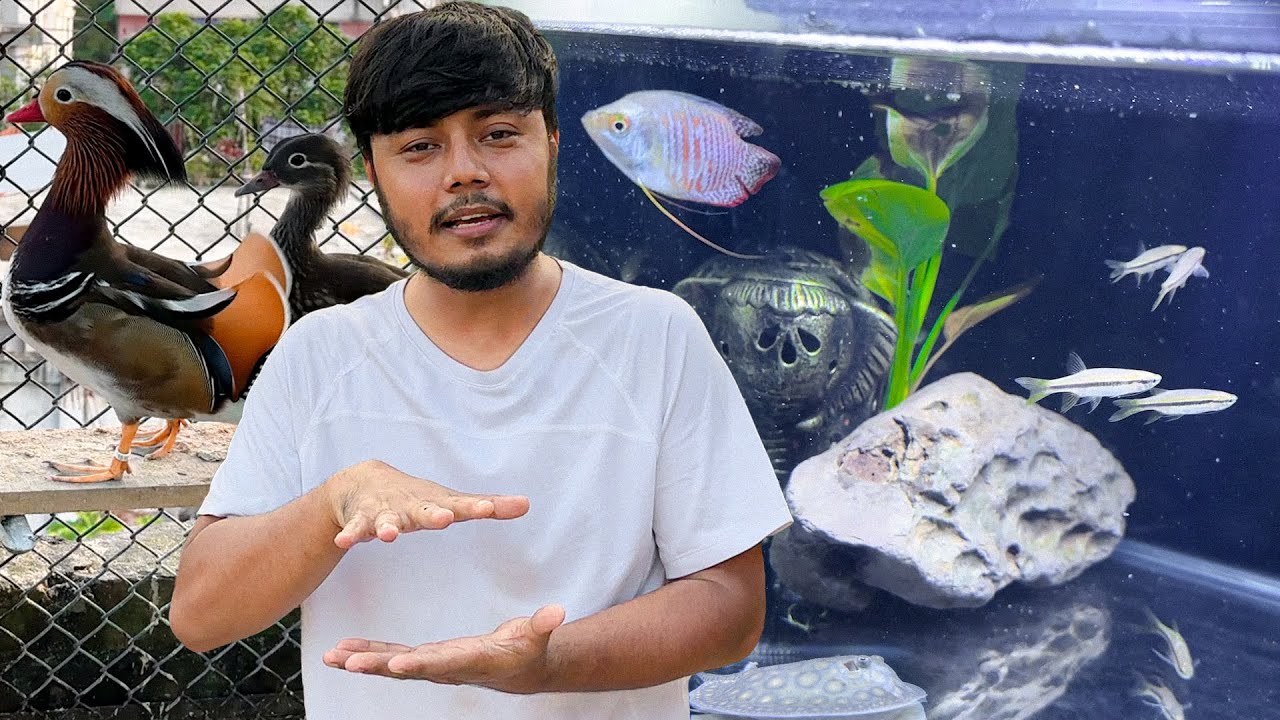 একুরিয়ামে আজ থেকে সুন্দর দেশি মাছ রাখবো