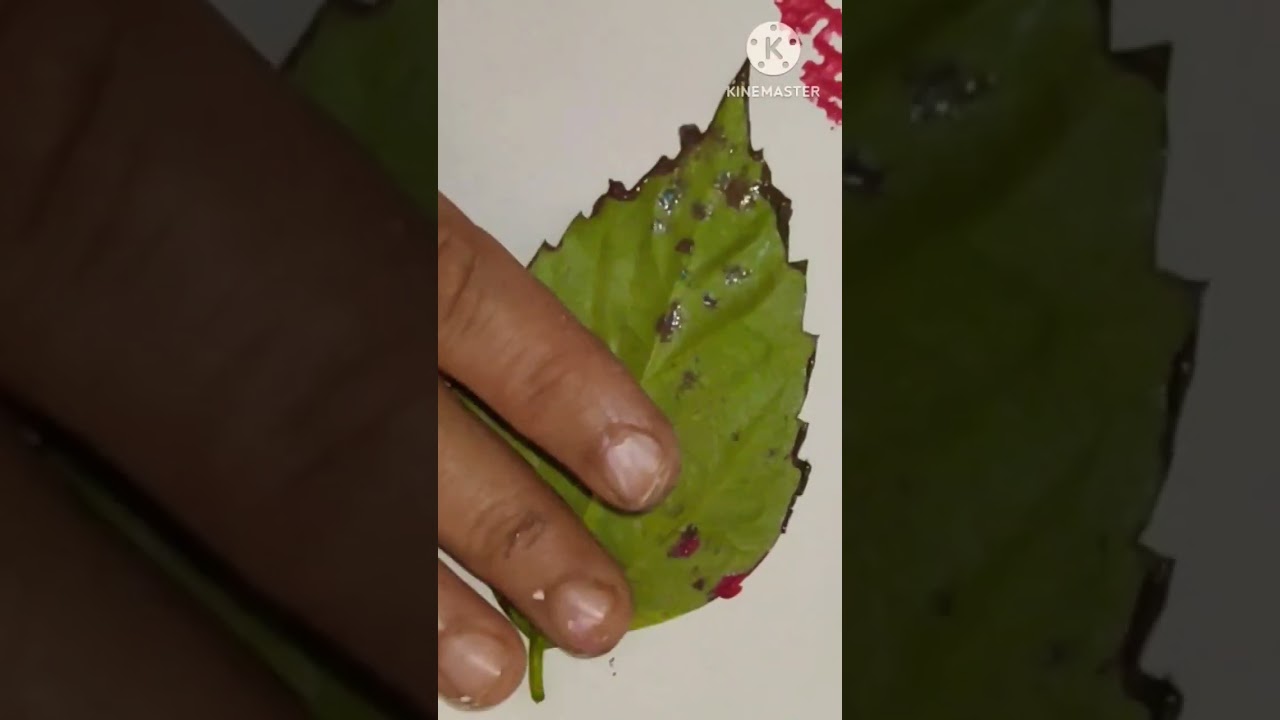 #shorts#leaf art #leafprinting #leaf painting ideas#creative satisfying leaf printing 🌿//viral