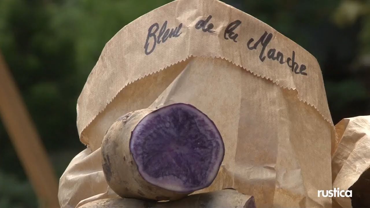 La pomme de terre Bleue de la Manche