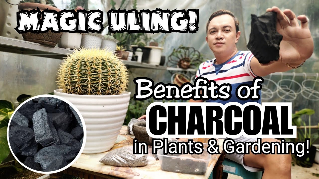 MAGIC ULING! | USES OF CHARCOAL IN PLANTS & GARDENING