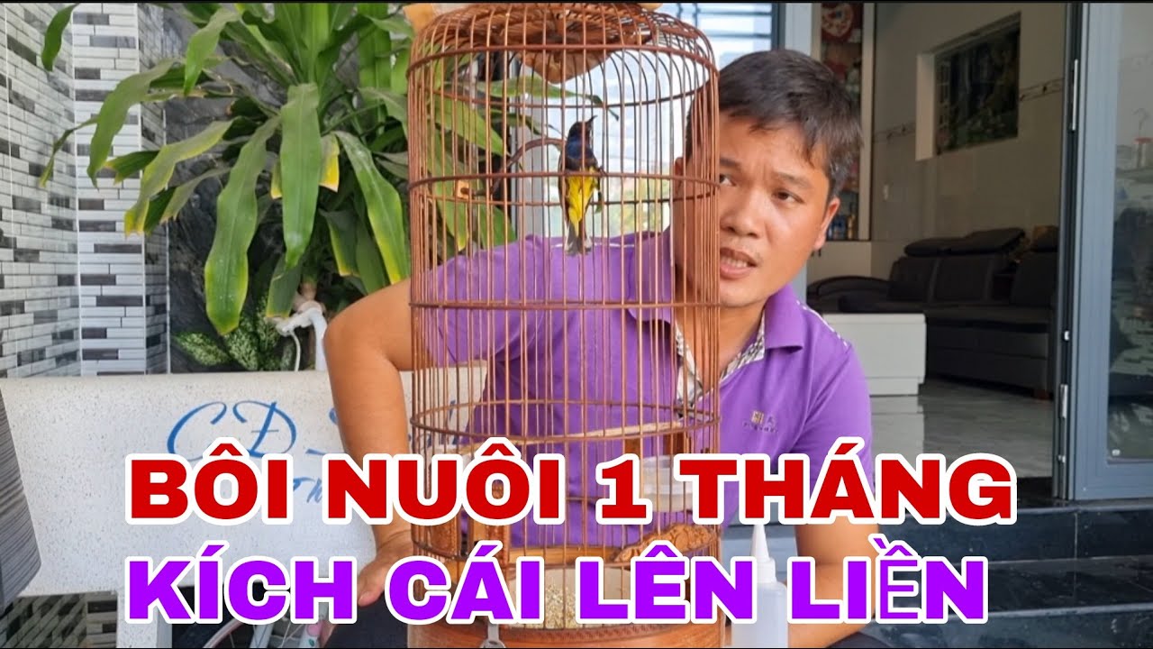 CHIA SẼ CÁCH CHĂM CHIM HÚT MẬT 5MAU BÔI CHO AE MỚI CHƠI @canmientay