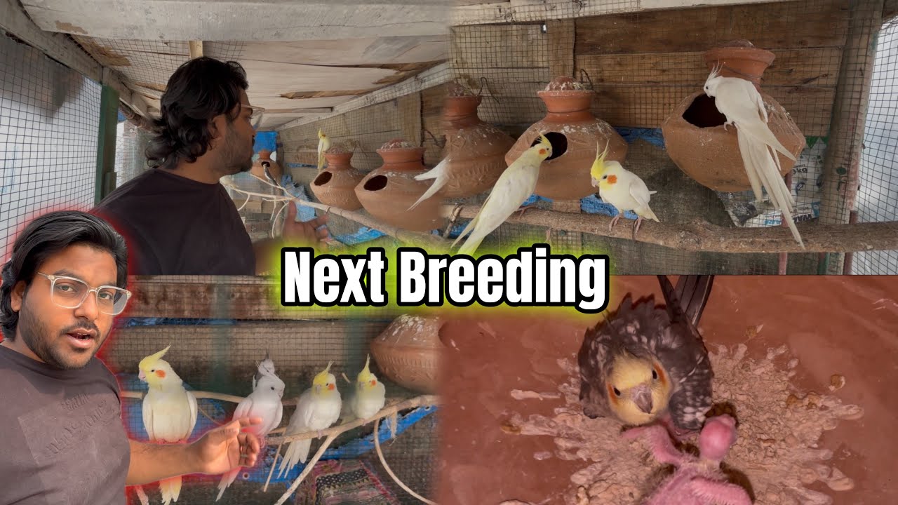 Ready to Cockatiel Birds Next Breeding | Cockatiel Breeding Season Is Coming 🥰