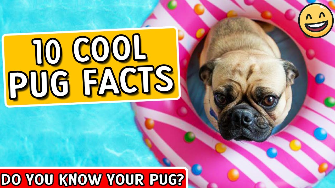 Pug Facts - Pugs 101 -  Facts About Pugs