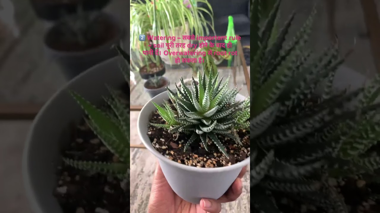Zebra Haworthia Plant Care Guide | Indoor Succulent for Clean Air | Low Maintenance Plant