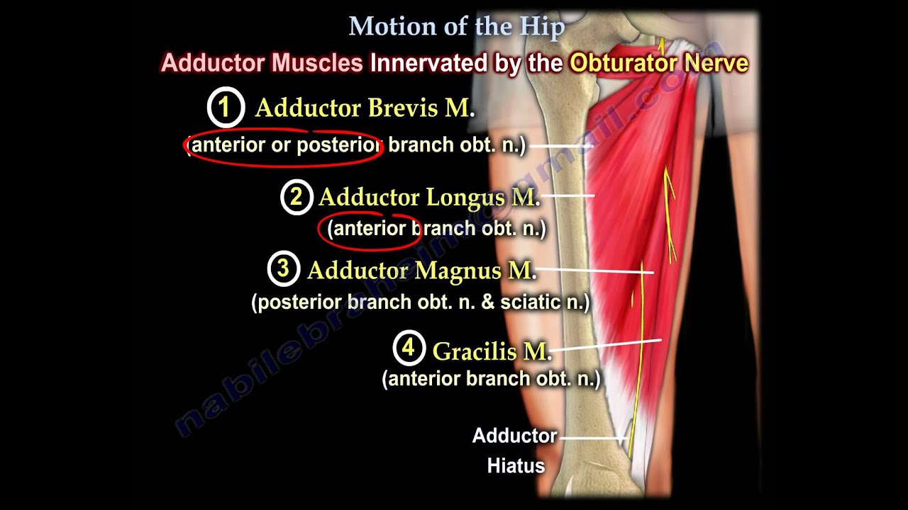 Anatomy of Movement Of The Hip - Everything You Need To Know - Dr. Nabil Ebraheim
